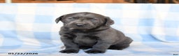 Labrador Retriever dogs for sale: Storm   - Ad 2