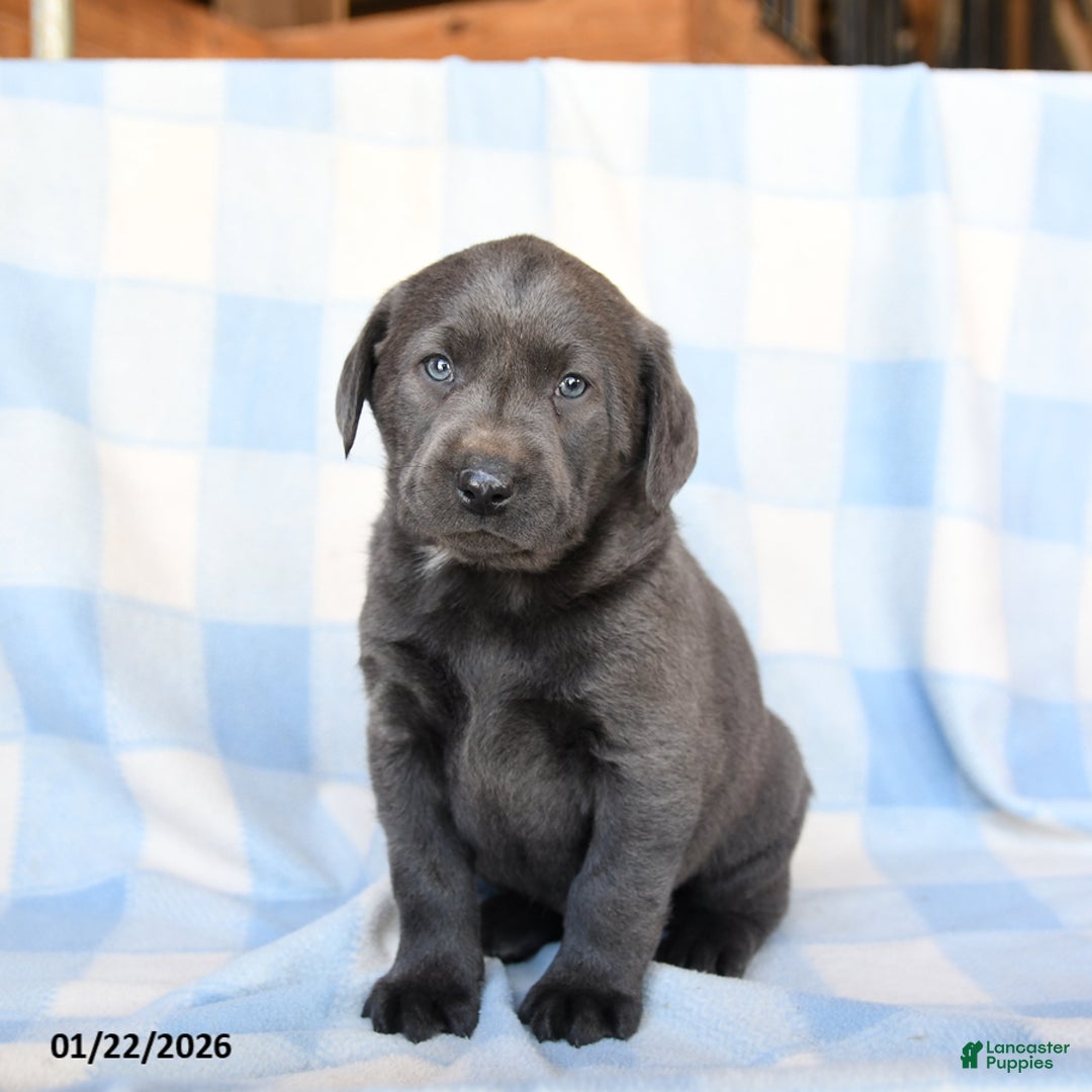 Labrador Retriever dogs for sale: Storm   - Ad 2