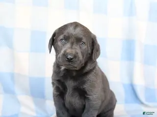 Labrador Retriever dogs Storm - Ad 21