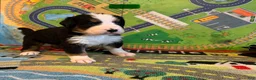 Bernese Mountain Dog dogs for sale: CamoGreen - Ad 3