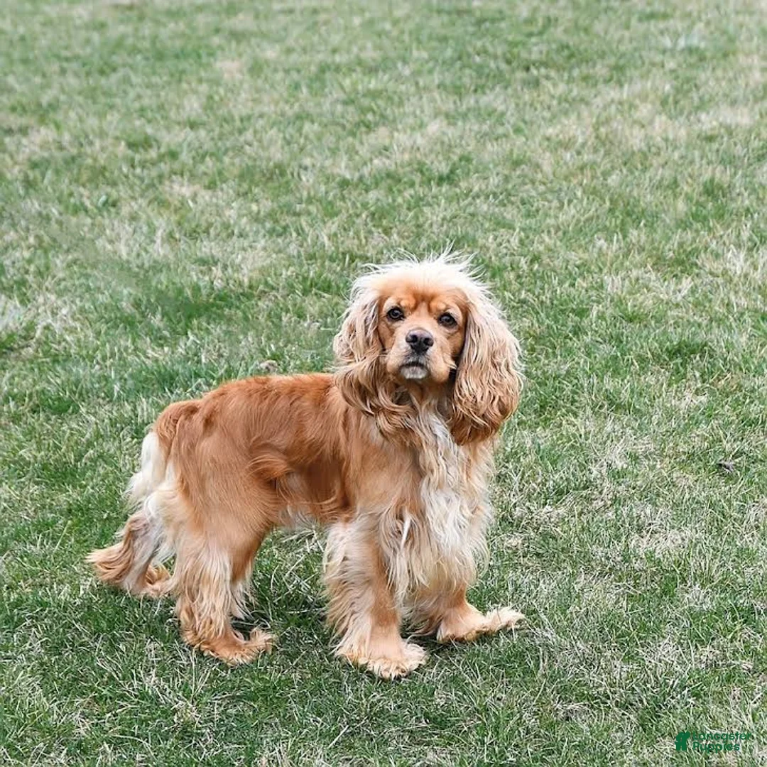 English Cocker Spaniel dogs for sale: Kobey - Ad 7