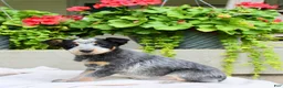 Australian Cattle Dog dogs for sale: Chloe - Ad 4