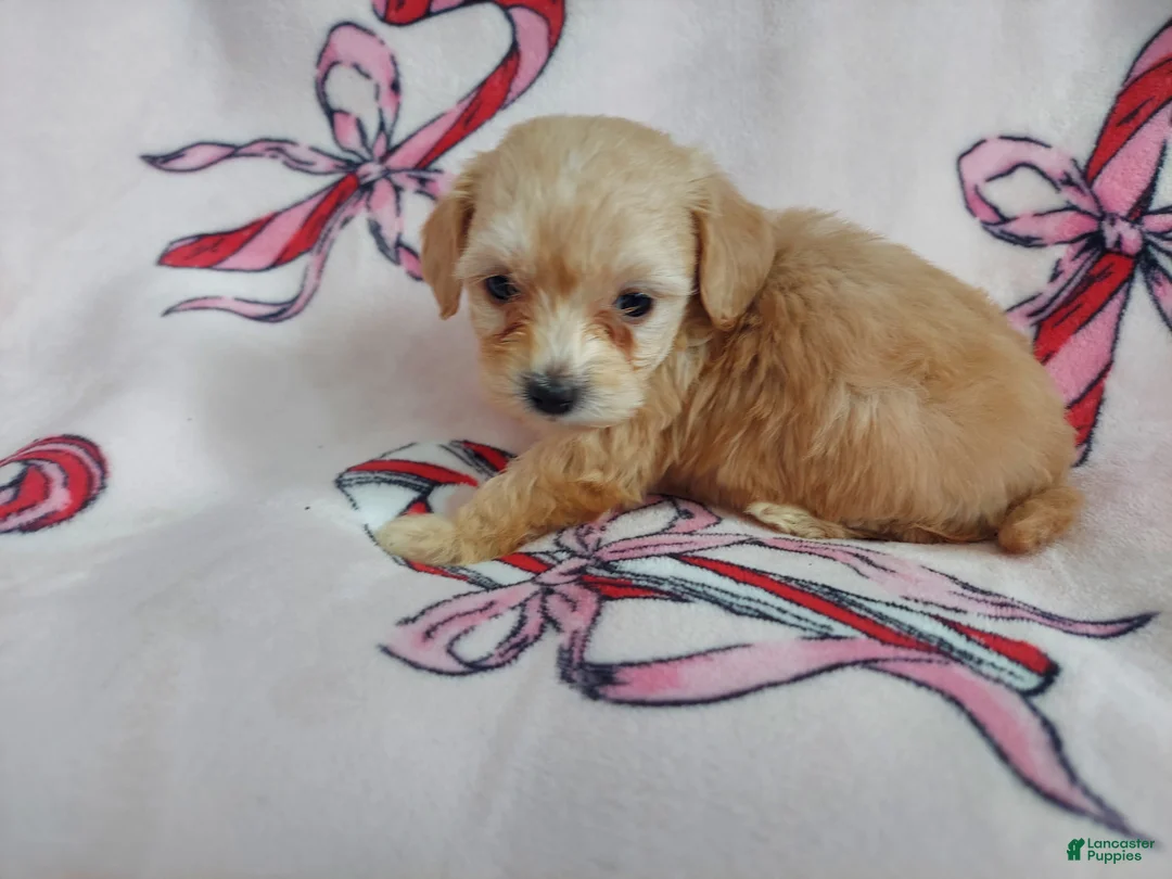 Maltipoo dogs for sale: Opalescent---Maltipoo, in home raised, non-shedding - Ad 4