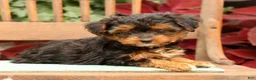 Morkie dogs for sale: Dana - Ad 3