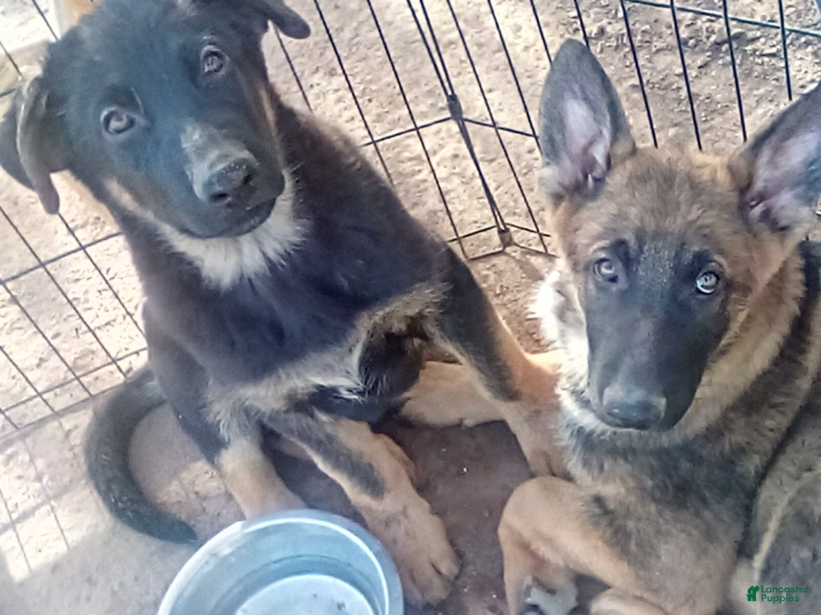 German Shepherd dogs for sale: German Shepherd 3 - Ad 23