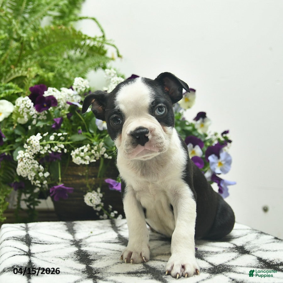 Boston Terrier dogs Rebel  - Ad 2