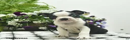 Boston Terrier dogs for sale: Rebel  - Ad 2