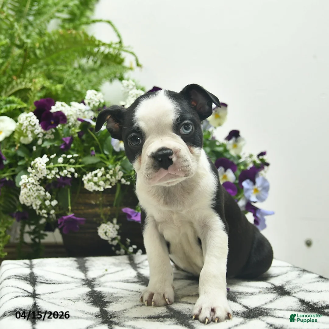 Boston Terrier dogs for sale: Rebel  - Ad 2