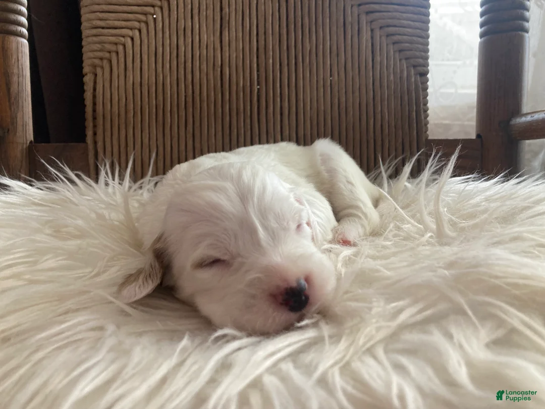 English Setter dogs for sale: Little Joe  - Ad 7