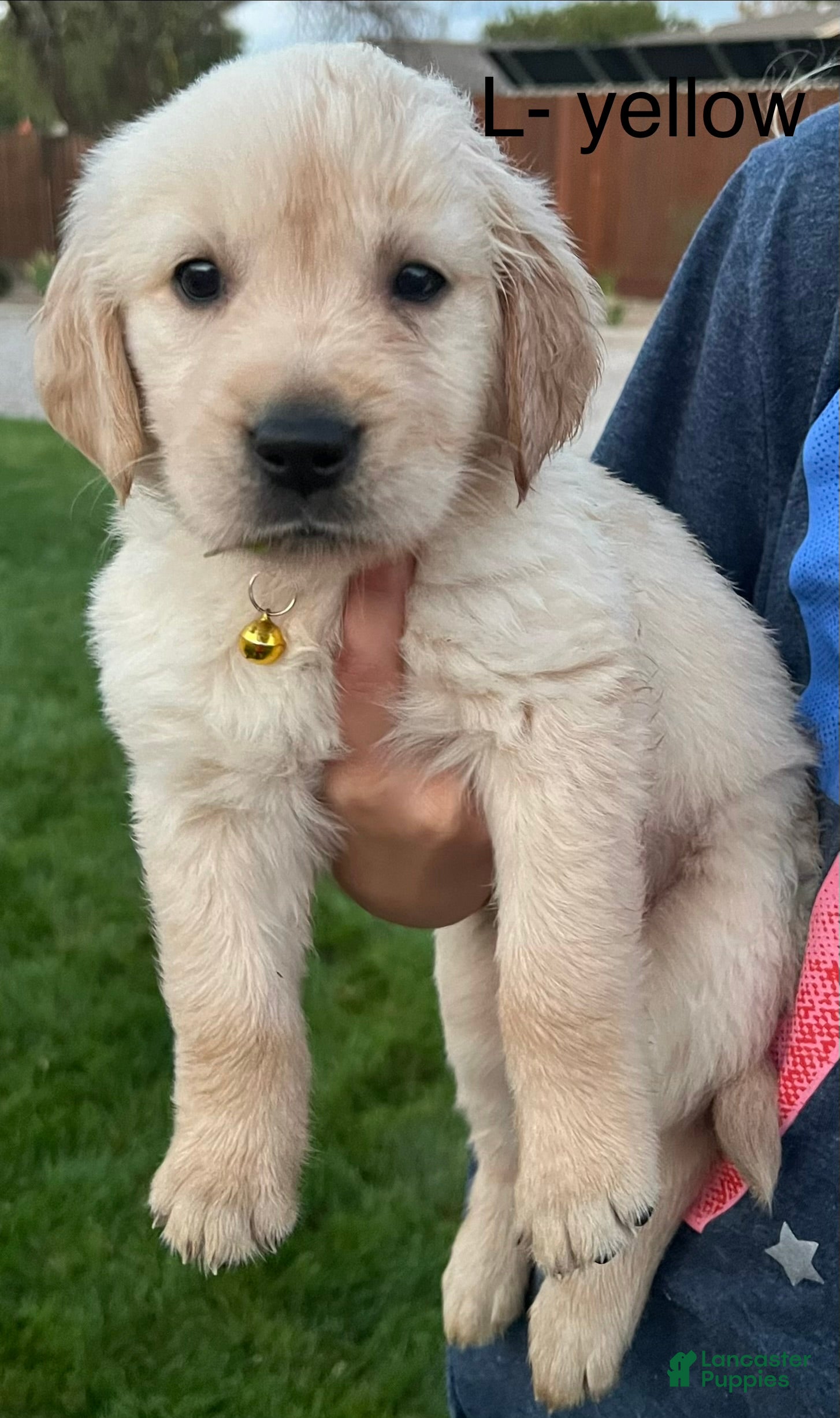 Golden Retriever dogs Yellow - Ad 1