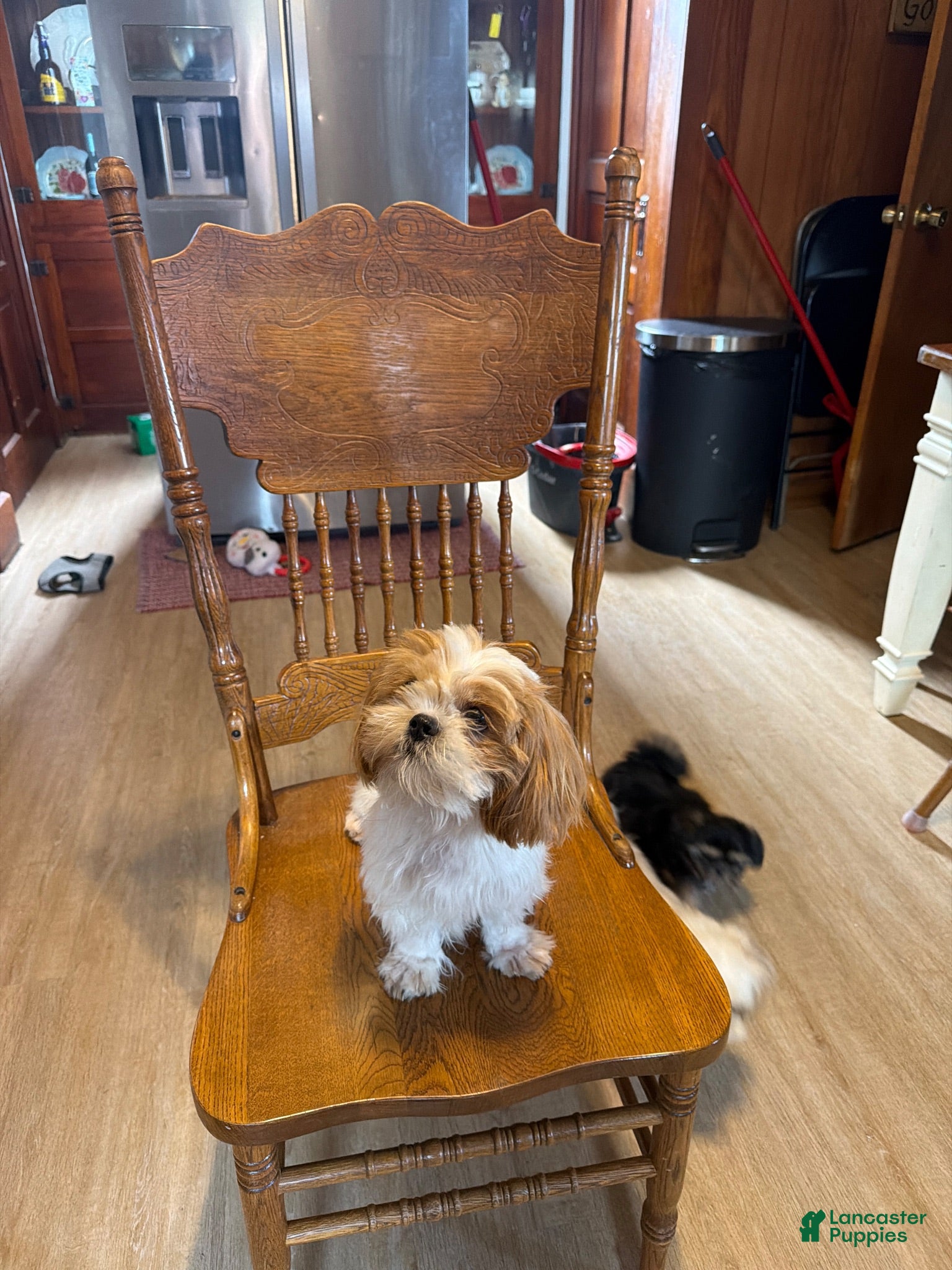 Shih Tzu dogs Shih Tzu 1 - Ad 2