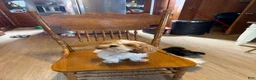 Shih Tzu dogs for sale: Shih Tzu 1 - Ad 2