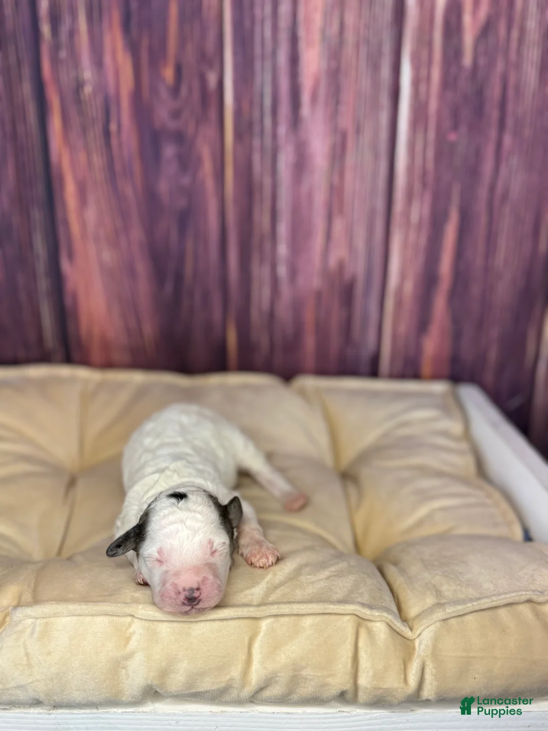 Maltipoo dogs for sale: Sawyer - Ad 2