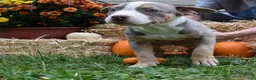 American Bully dogs for sale: American Bully 4 - Ad 5