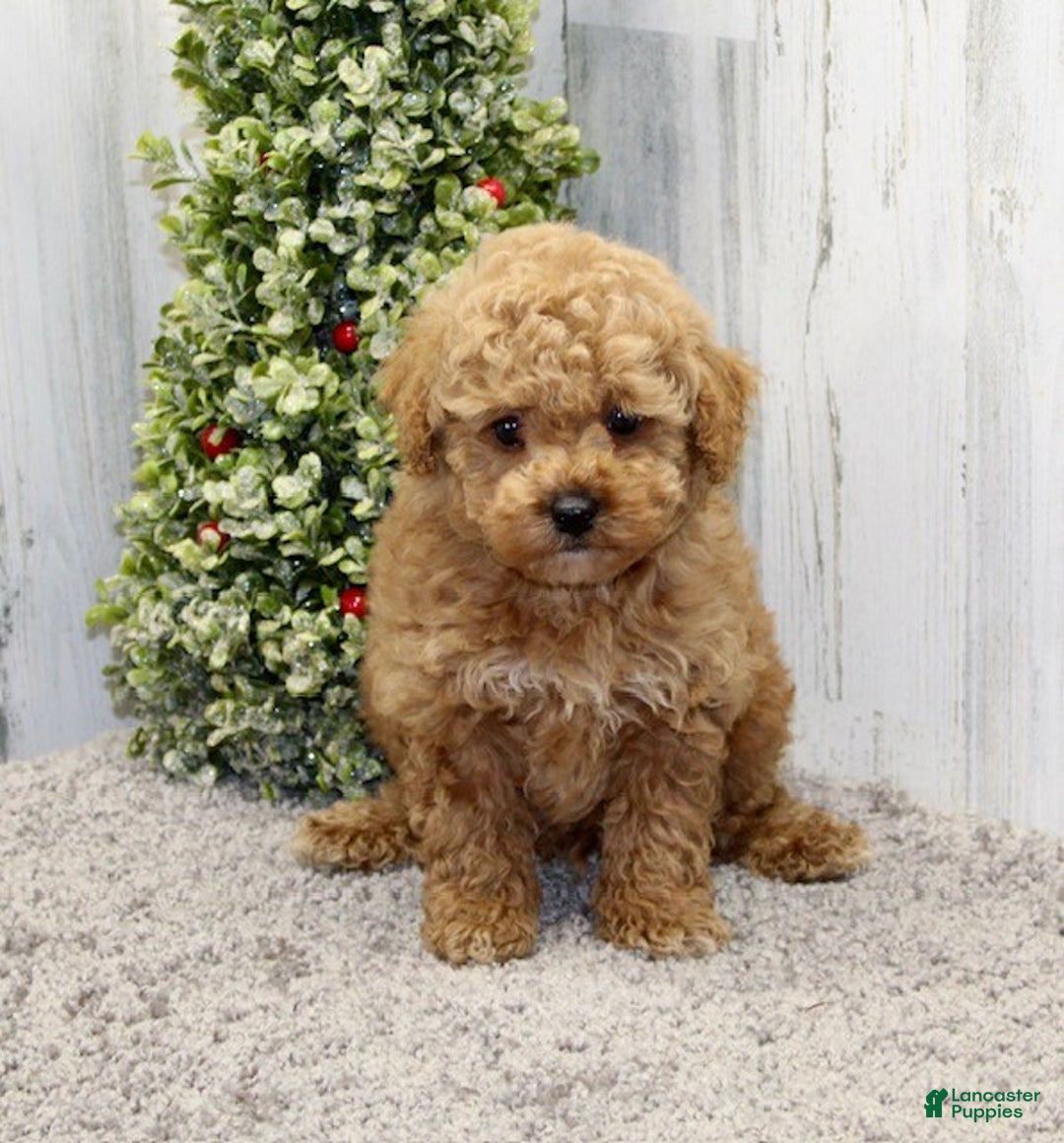 Miniature Poodle dogs for sale: Yeti - Ad 2