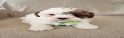 Shihpoo dogs for sale: AMIGO - Ad 2