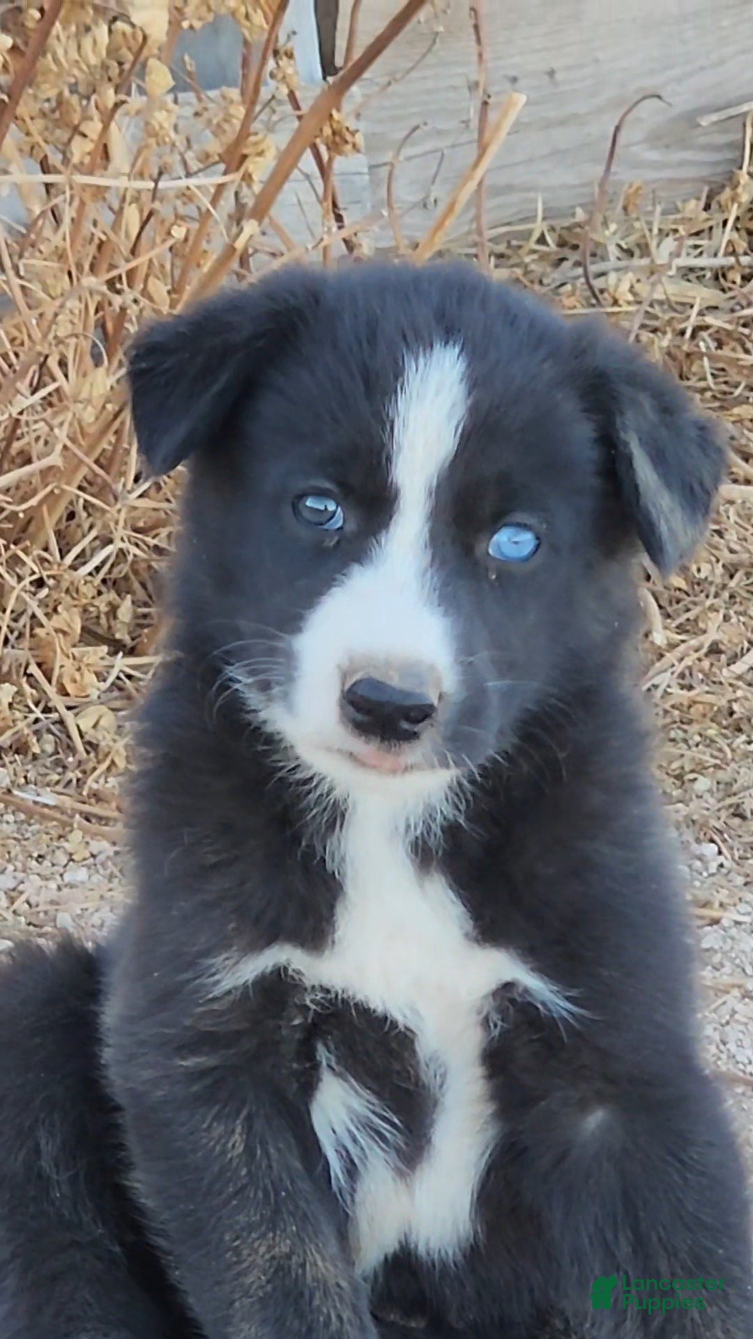Mixed Breed dogs McNabsky F blu eye - Ad 18