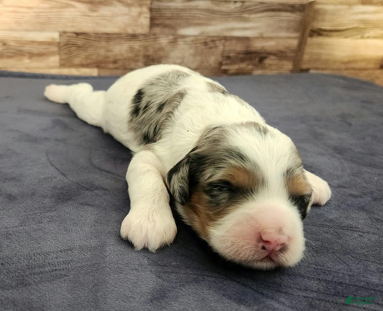 Cockapoo dogs for sale: #2 Female (Leslie's) - Ad 2