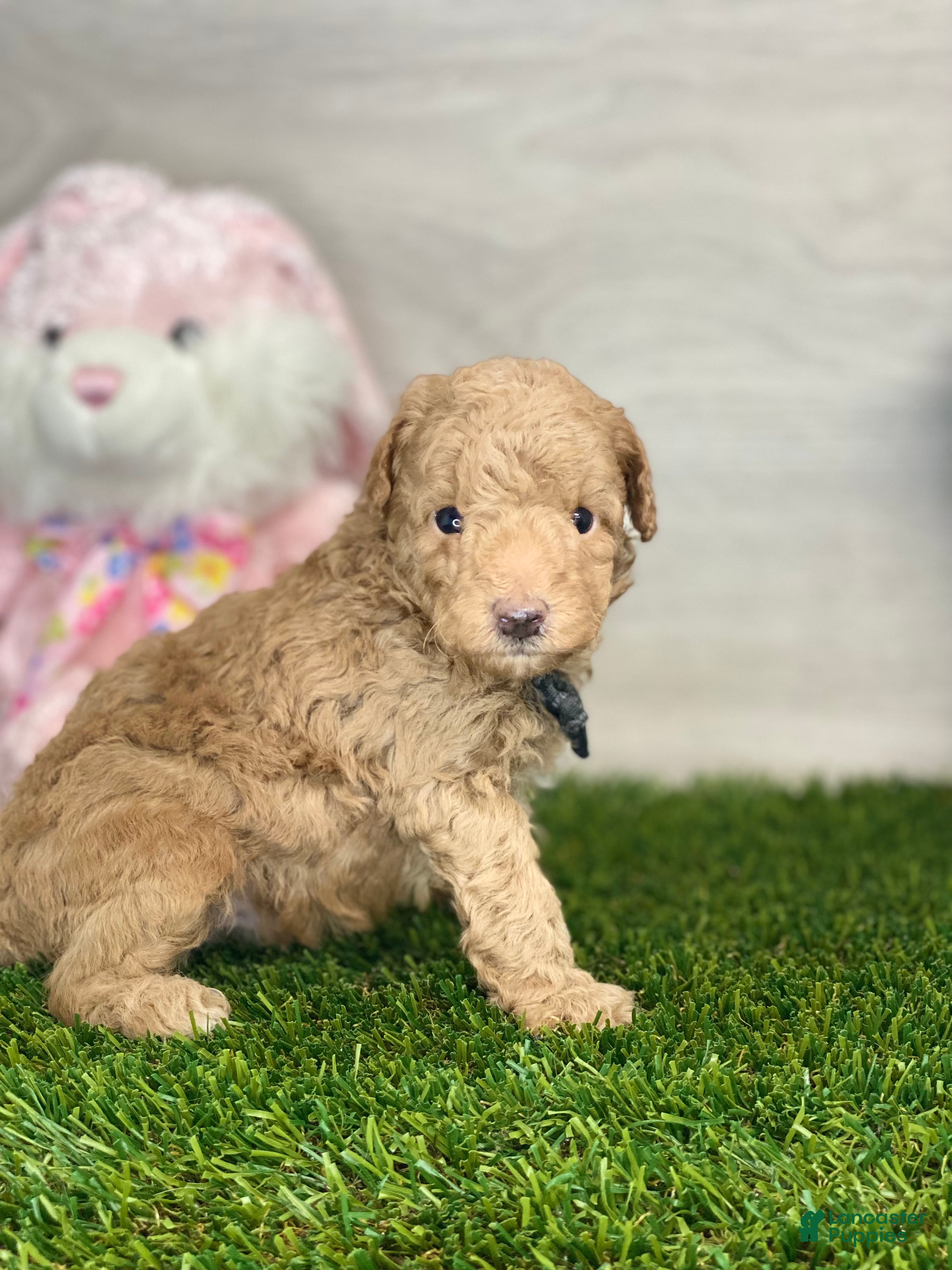 Toy Poodle dogs Mike - Ad 2