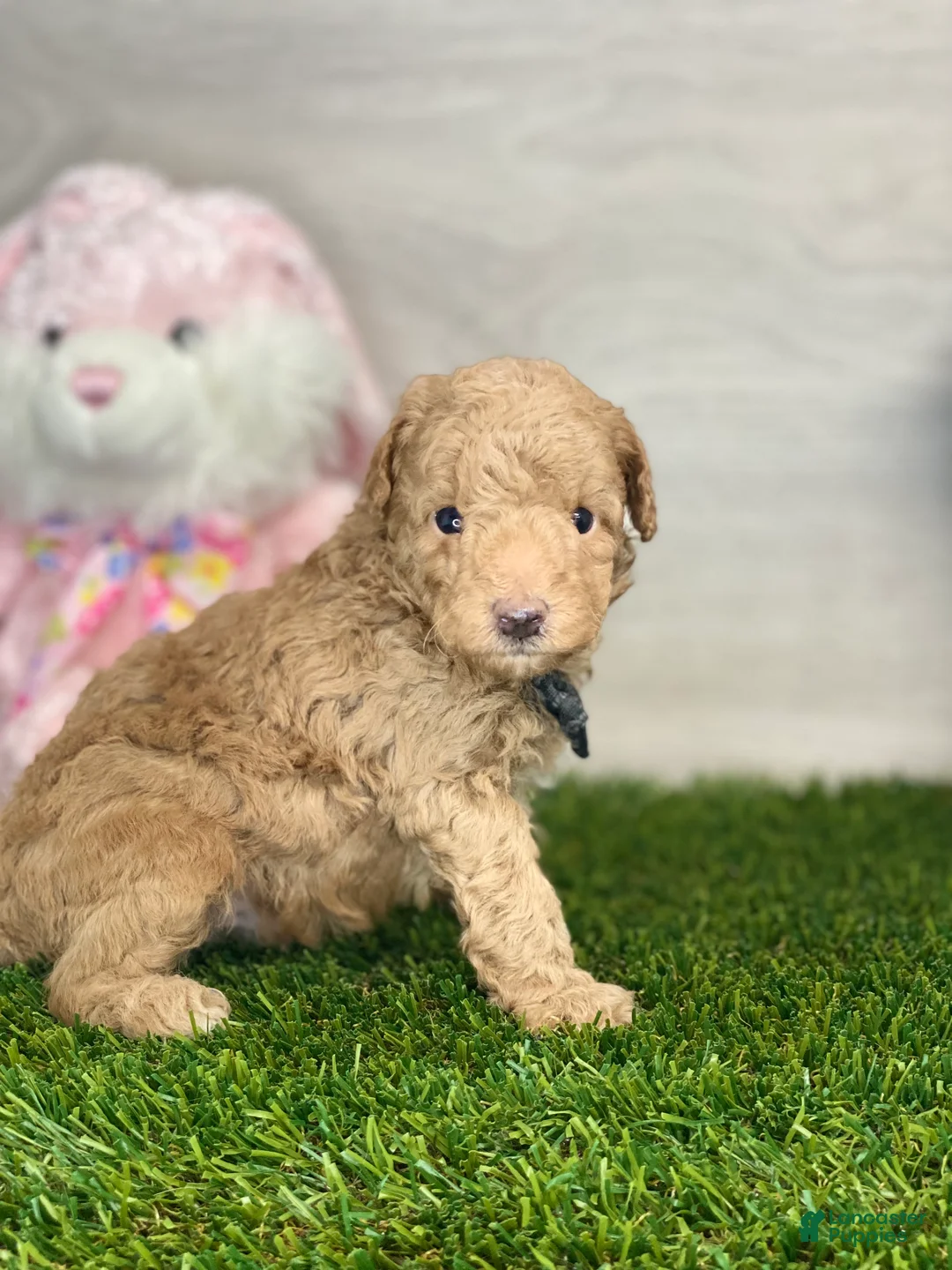 Toy Poodle dogs for sale: Mike - Ad 2
