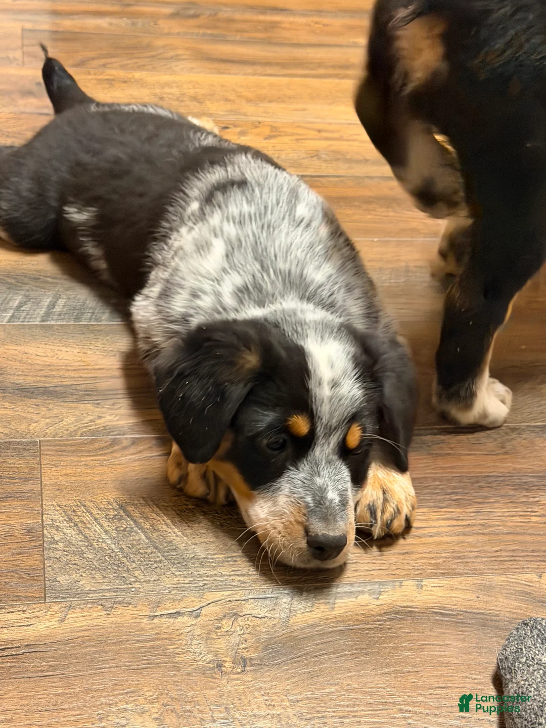 Australian Cattle Dog dogs for sale: Tommy - Ad 5