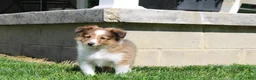 Shetland Sheepdog dogs for sale: Skipper - Ad 1