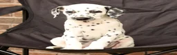Dalmatian dogs for sale: Gina - Ad 6