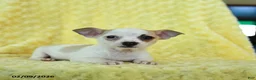Chihuahua dogs for sale: Cupid - Ad 4