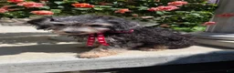 Yorkiepoo dogs for sale: Brandy - Ad 2