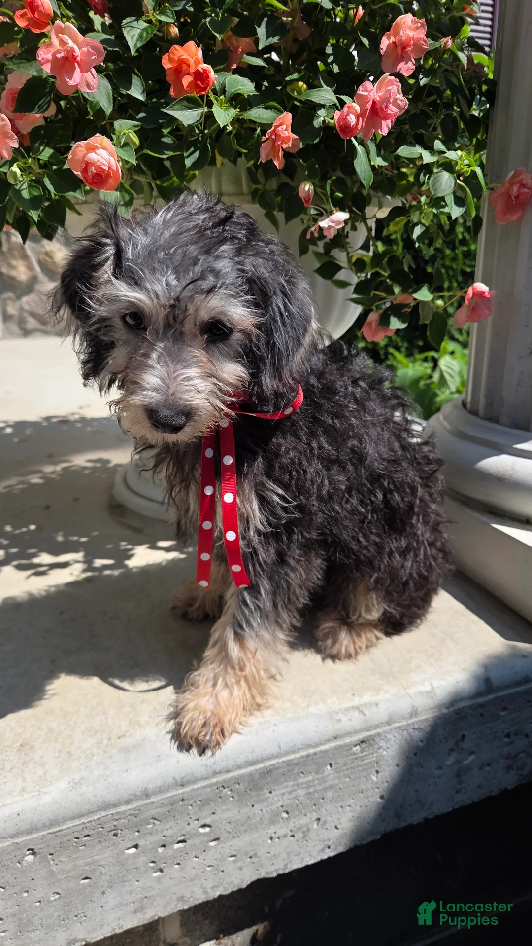 Yorkiepoo dogs for sale: Brandy - Ad 2