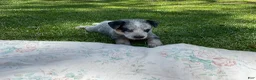 Australian Cattle Dog dogs for sale: Australian Cattle Dog Puppy 3 - Ad 2