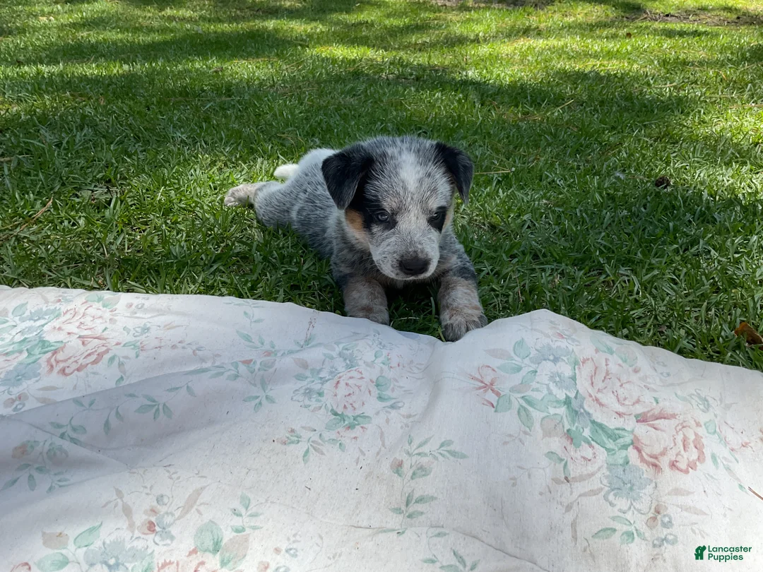 Australian Cattle Dog dogs for sale: Australian Cattle Dog Puppy 3 - Ad 2