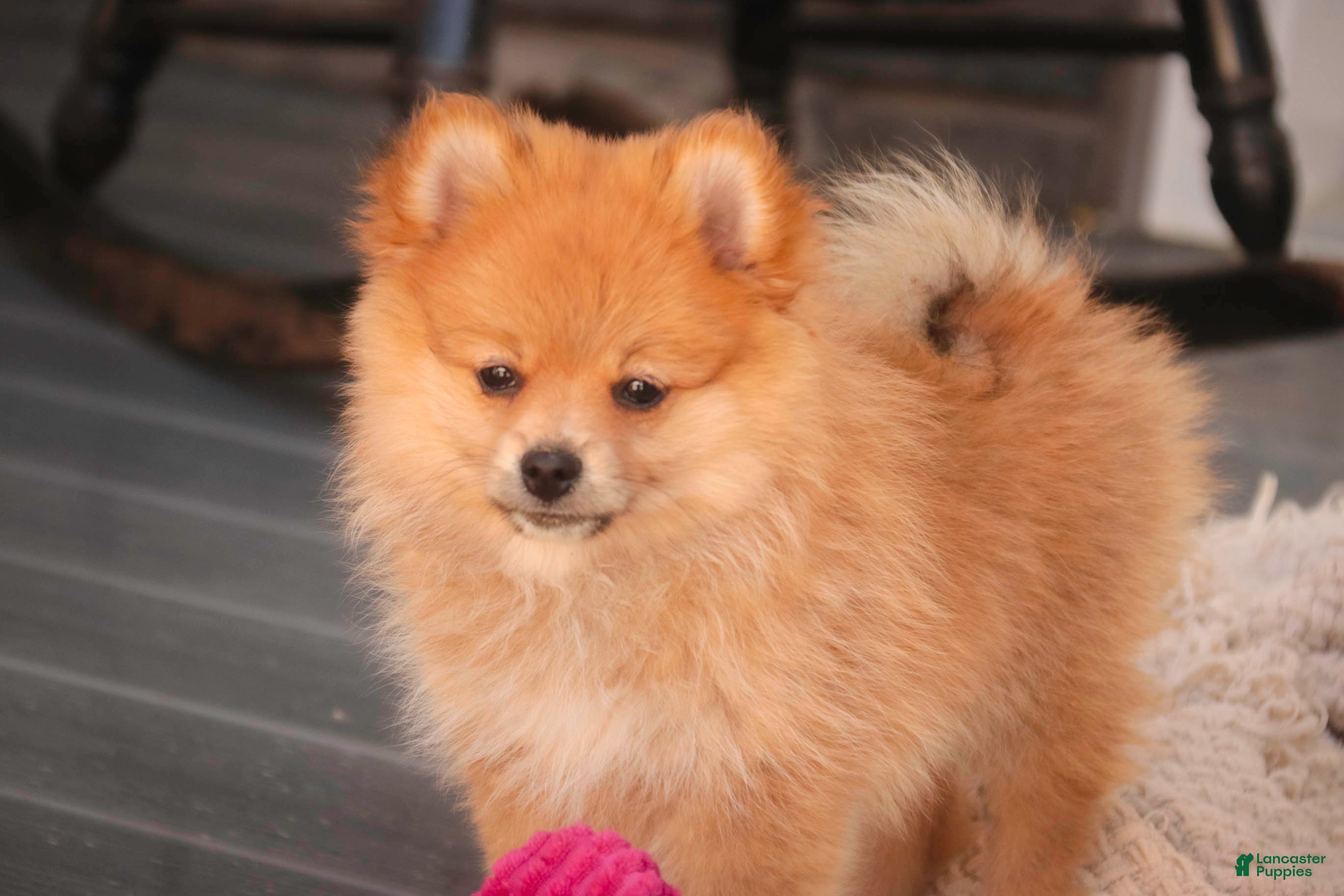 Pomeranian dogs Bingo Pomeranian  - Ad 2