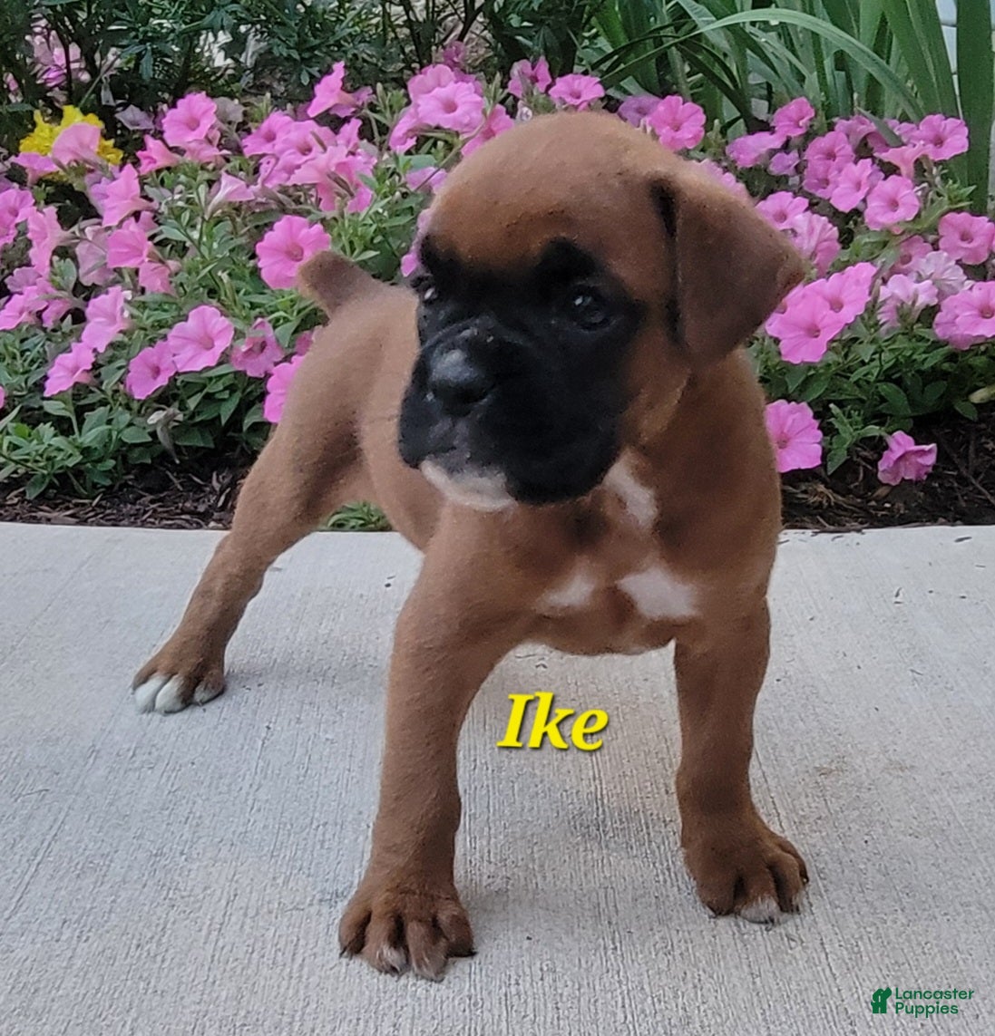 Boxer dogs Ike - Ad 2