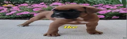 Boxer dogs for sale: Ike - Ad 2