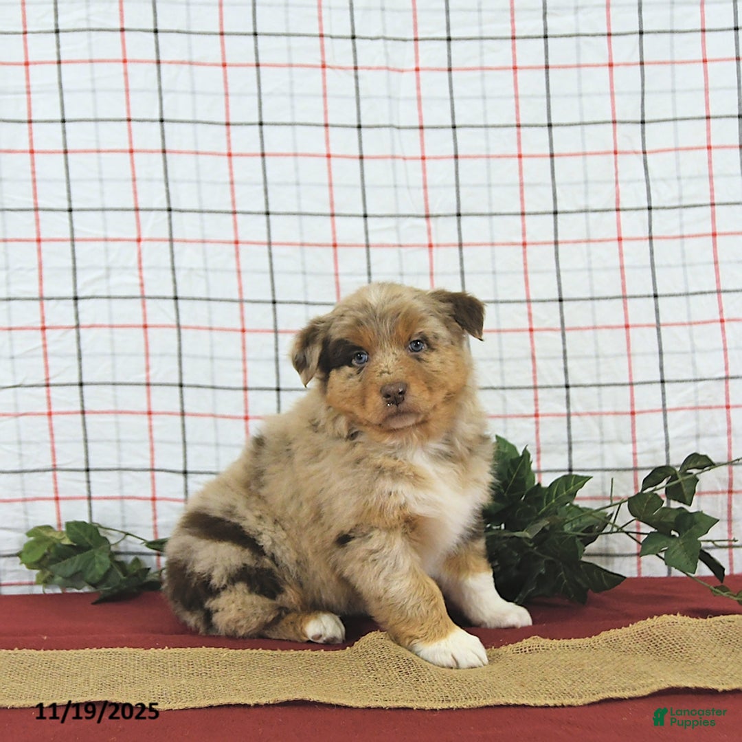 Australian Shepherd dogs for sale: Jingle  - Ad 7