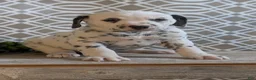 Dalmatian dogs for sale: Teddy - Ad 9