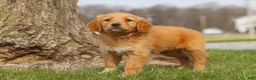 Golden Retriever dogs for sale: Iris - Ad 7