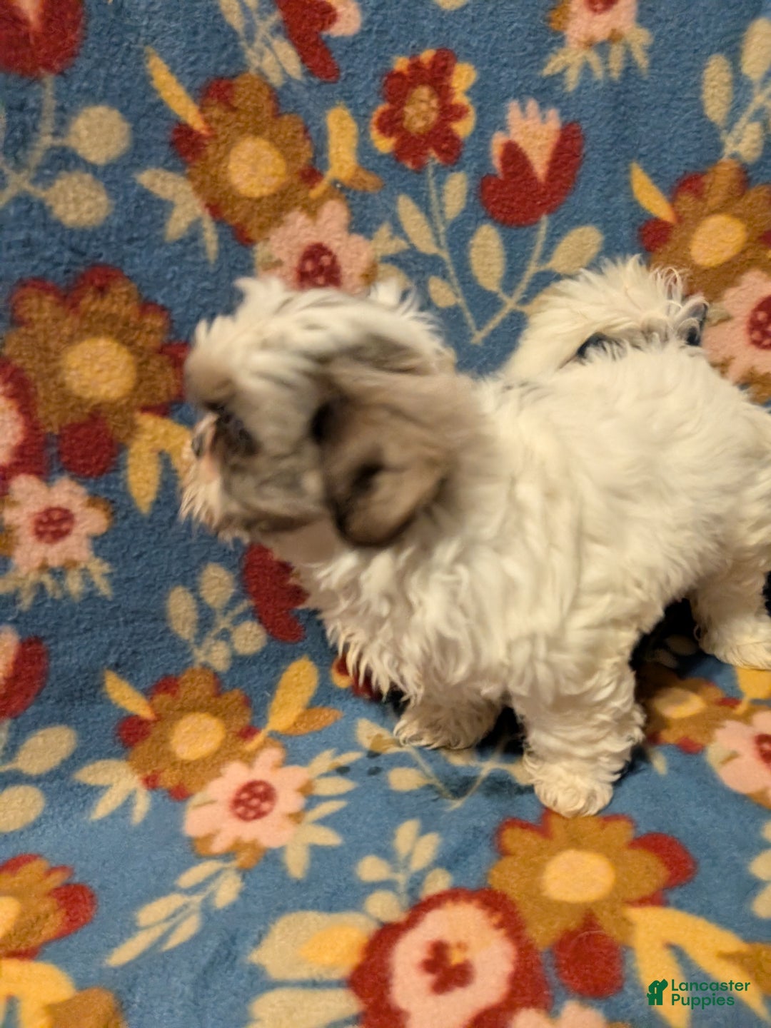 Shih Tzu dogs for sale: Skylar  - Ad 9
