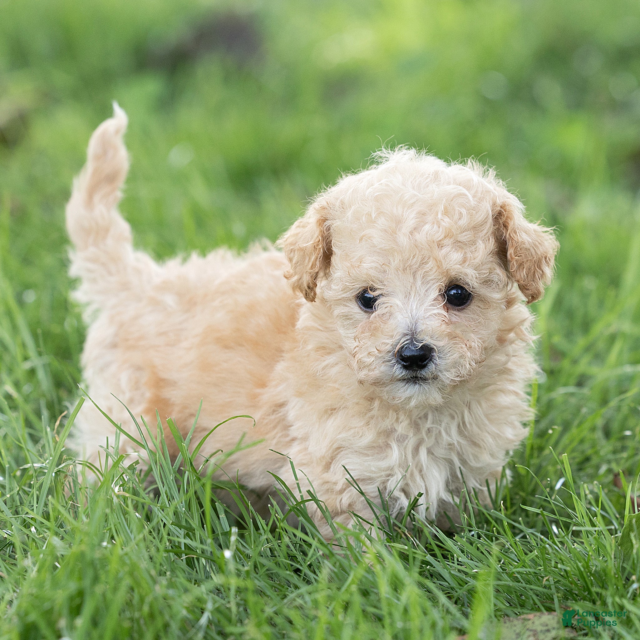 Maltipoo dogs Teddy Maltipoo  - Ad 1