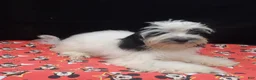 Shihpoo dogs for sale: Jag  - Ad 2
