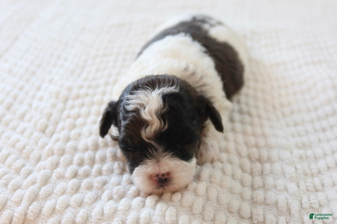 Toy Poodle dogs for sale: Merry - Ad 7