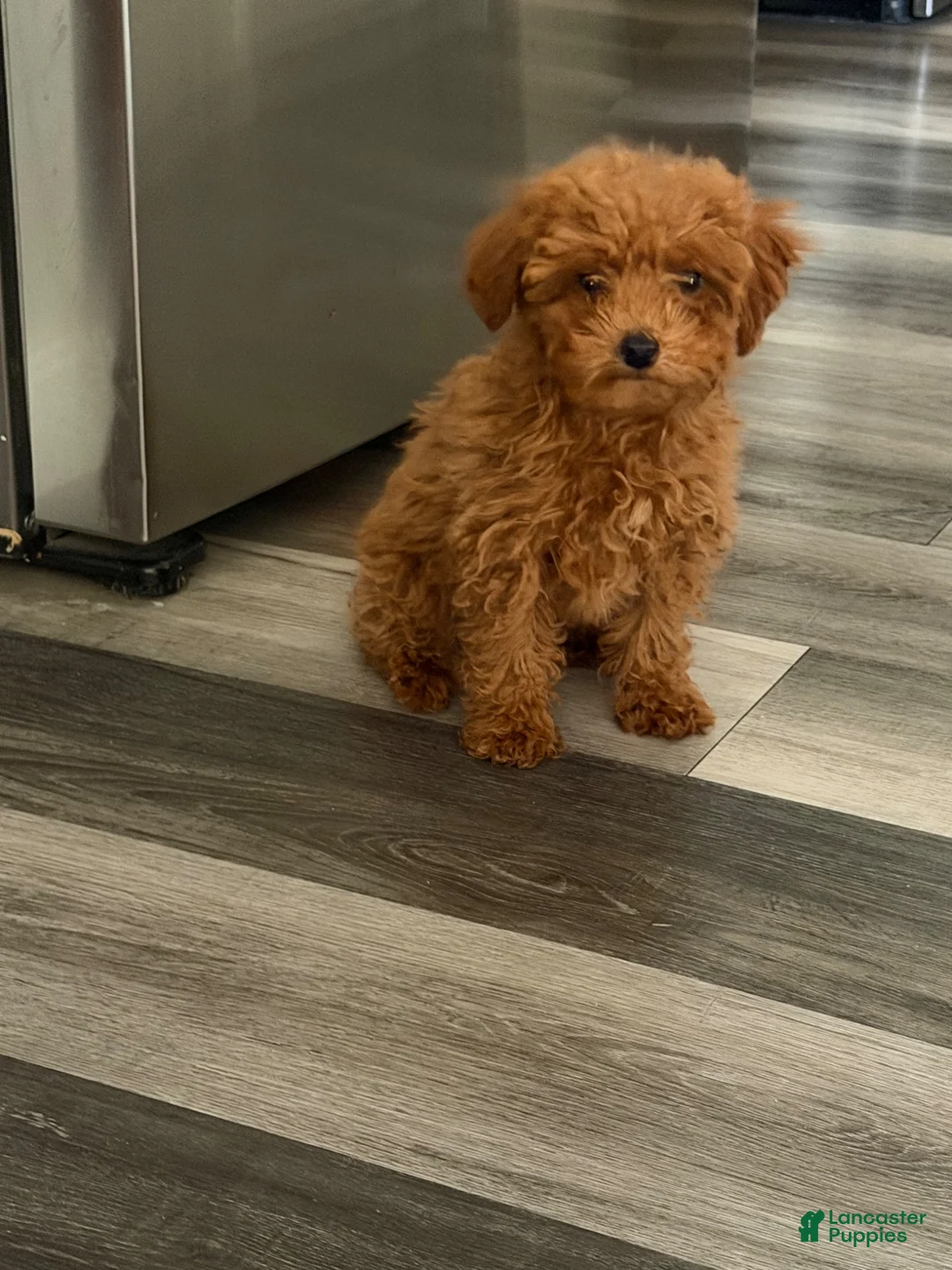 Toy Poodle dogs for sale: Toy Poodle 1 - Ad 4