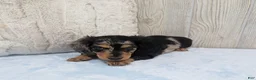 Miniature Dachshund dogs for sale: Shadow - Ad 5