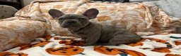 French Bulldog dogs for sale: French Bulldog 2 - Ad 3