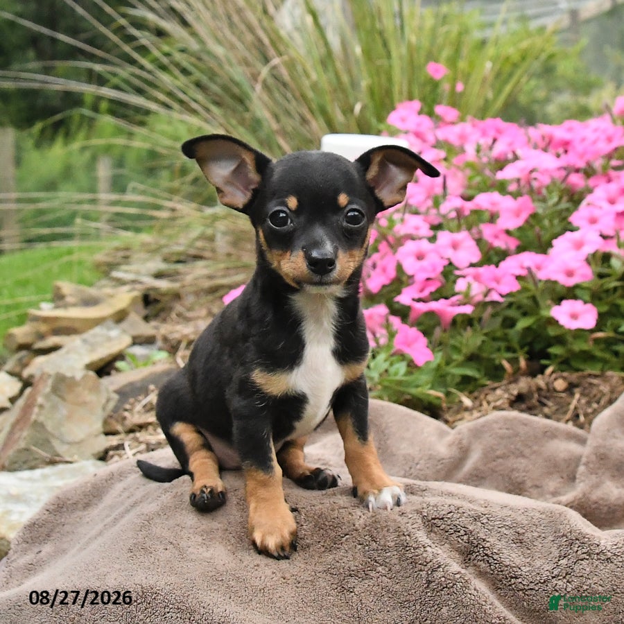 Chihuahua dogs Oreo - Ad 1