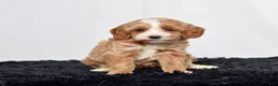 Mini Goldendoodle dogs for sale: Ms. Amber - Ad 4