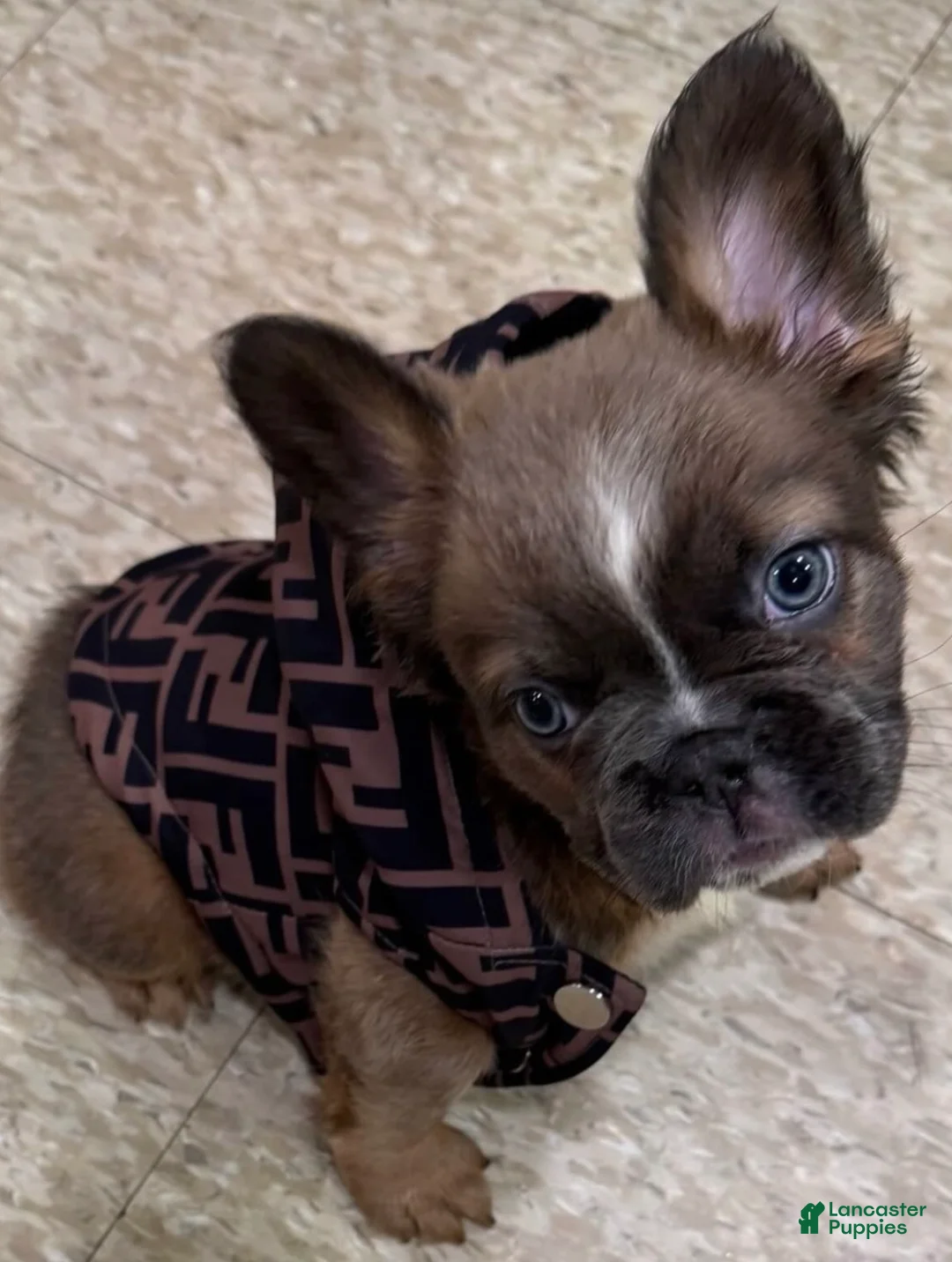 French Bulldog dogs for sale: French Bulldog Puppy 1 - Ad 2