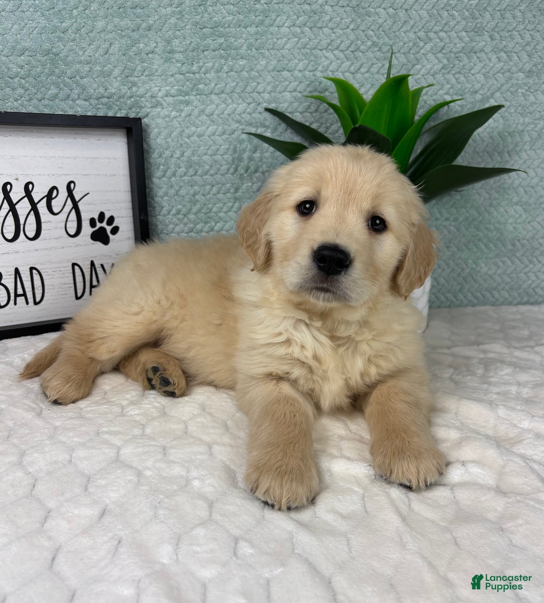 Golden Retriever dogs for sale: Graham  - Ad 6