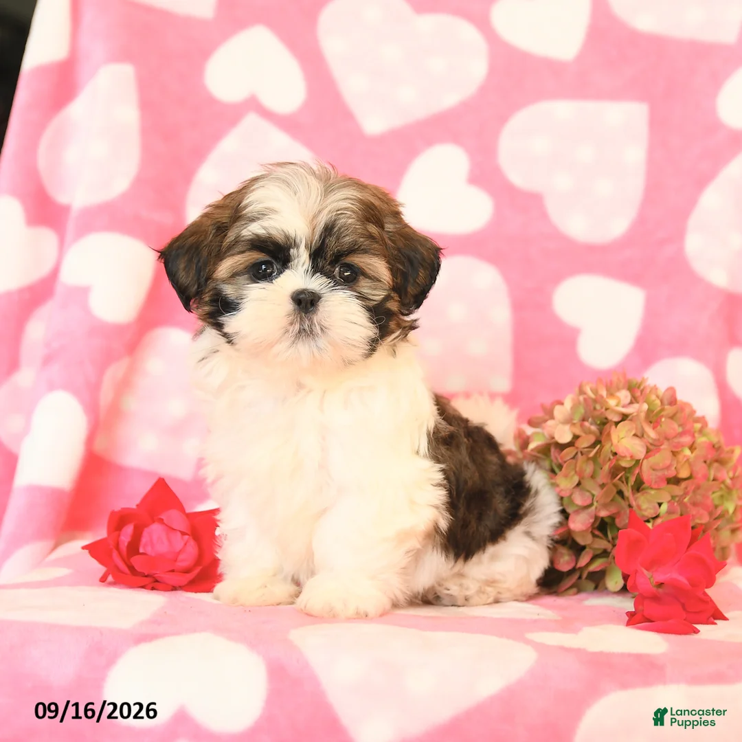 Shih Tzu dogs for sale: Skittles - Ad 2